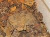 biosubstrate3