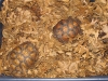biosubstrate6
