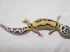 mack-bold-stripe-female