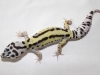 mack-bold-stripe-male