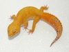 adult bell hybino