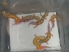 bell albino variety