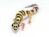 bold banded female