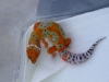 electric tangerine juvie