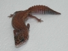 female patternless fattail