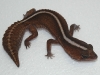 male patternless fattail