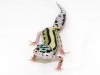 nice bold stripe