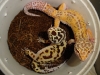original bold x bell breeding