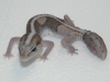 possible ghost fattail