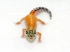 red stripe leopard gecko