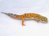 HISS tangerine