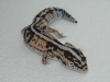 white out fattail female