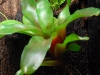 neoregeliagrowinganchorroots