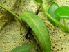 toothpickholdingivy