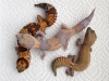 fattail_group1-copy