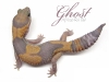 ghostaft2-copy
