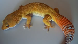 daidrasalyers-leopard-gecko-lair daidrasalyers-leopard-gecko-lair