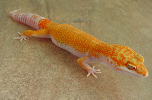 james-dunn-okeechobeereptiles james-dunn-okeechobeereptiles
