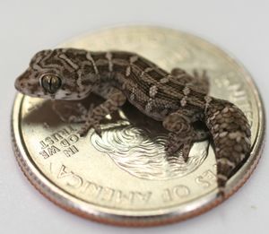 Why Breeders like Viper Geckos