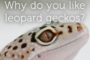 Leopard Geckos and why breeders like them