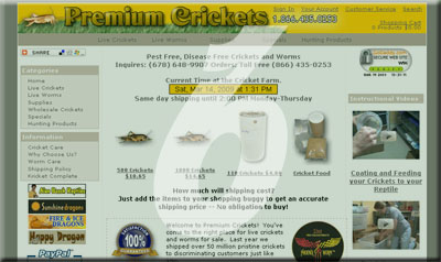 Premium Crickets