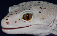 enigma-eye-geckosetc enigma-eye-geckosetc