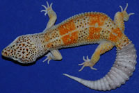 enigma-geckosetc enigma-geckosetc