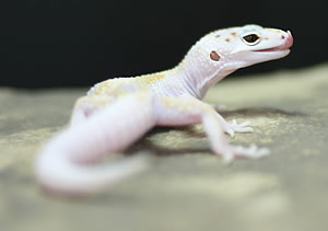 March Gecko Photo Contest