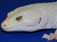 Interview with Steve Sykes of Geckos Etc