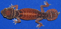 levis-levis-geckosetc levis-levis-geckosetc