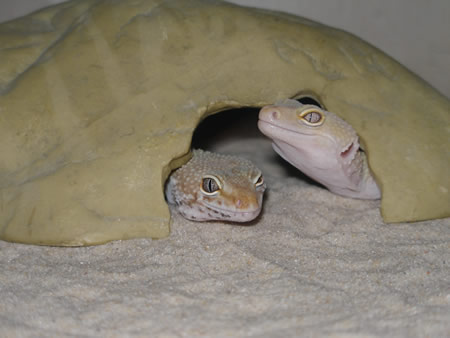 Gecko Love