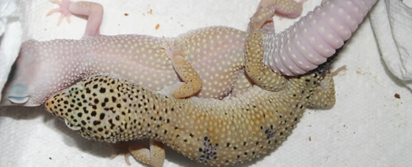 breeding-leopard-geckos breeding-leopard-geckos