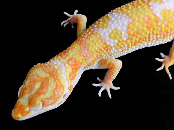 carrot-head-tangerine-tremper-albino carrot-head-tangerine-tremper-albino