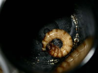 e-berbentuk-superworm e-shaped-superworm