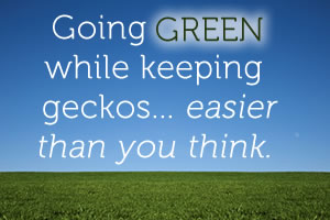 Going Green While Keeping Geckos
