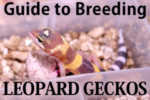 Guide to Breeding Leopard Geckos on a Small Scale