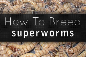 Breeding Superworms: A guide to raising and breeding superworms