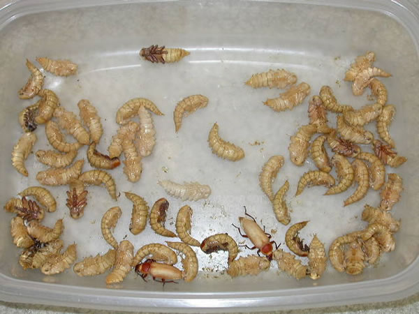 super_pupae_container super_pupae_container