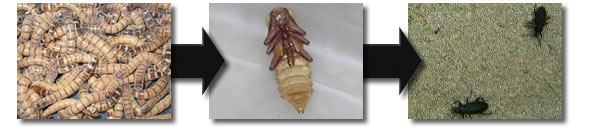 superworm-hidup-siklus superworm-life-cycle