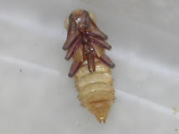 superworm-kepompong superworm-pupa