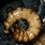 Breeding Superworms: A guide to raising and breeding superworms