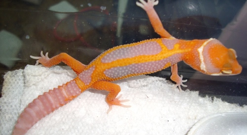 Leopard-Gecko Leopard-Gecko