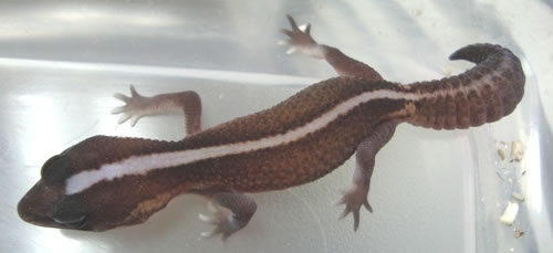 Patternless-Fattail-Gecko Patternless-Fattail-Gecko