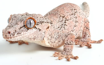 pangea-crested-gecko pangea-crested-gecko