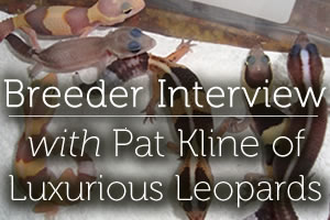 Interview with Pat Kline of Luxurious Leopards