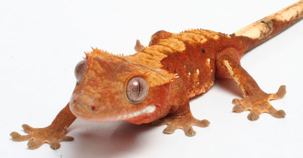 red-flame-crested-gecko red-flame-crested-gecko