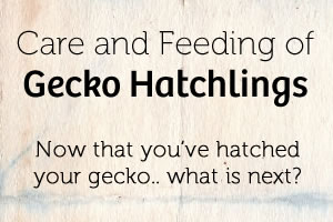 Care and Feeding of Gecko Hatchlings
