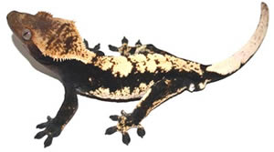 crested-gecko-mocha crested-gecko-mocha