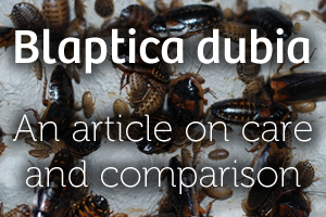 Blaptica dubia Care & Compared to Other Roaches
