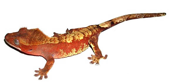 red-crested-gecko red-crested-gecko